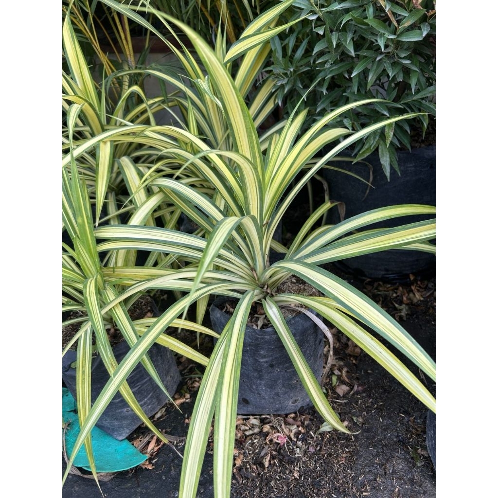 Tanaman pandan varigata