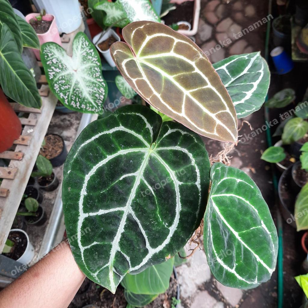 Anthurium Crystallinum Dark Form Gelap Tanaman Hias Kuping Gajah