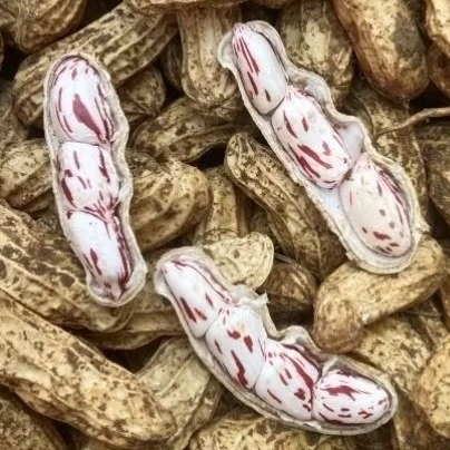 

PAKET KACANG MADU LURIK 25 KG UNTUK SELLER