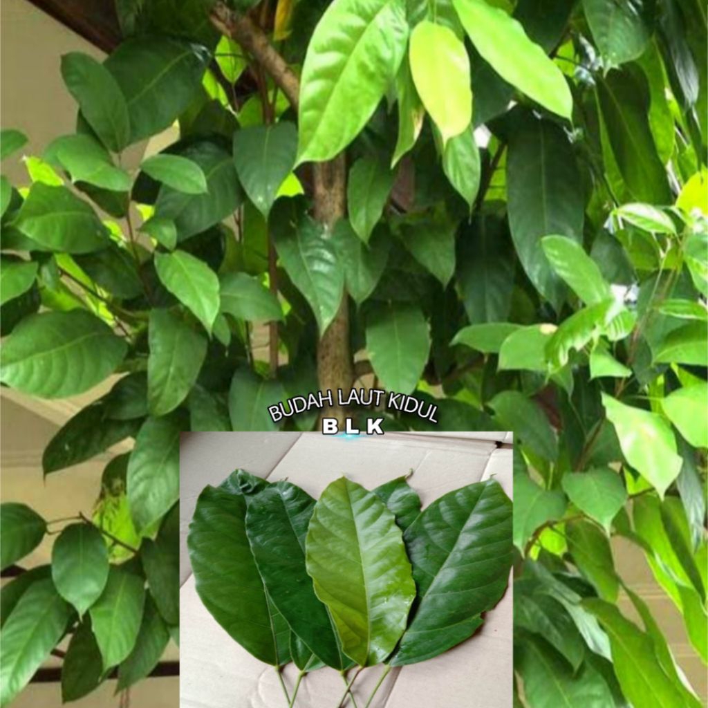 

Daun hantap fresh | daun hantap fresh | 1pcs isi 50 lembar