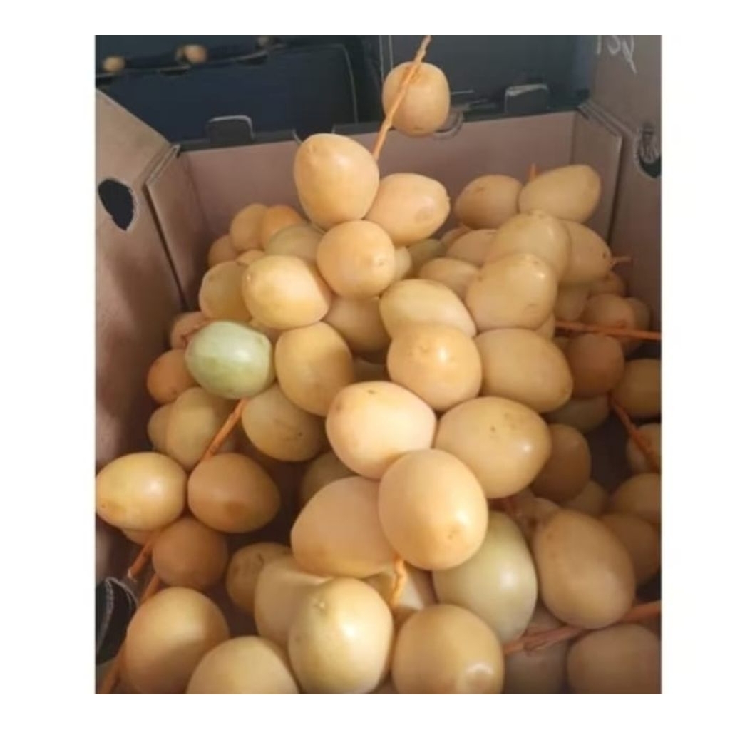 

PO 9 Agustus 2025 KURMA MUDA BARHEE KUNING Mix Merah 250gram free zuriat mesir |promil