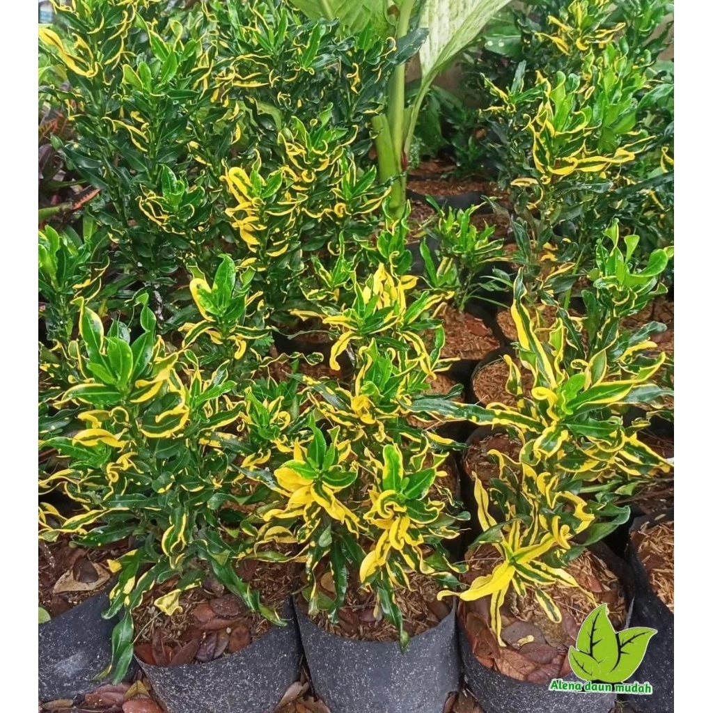 tanaman hias puring / tanaman puring