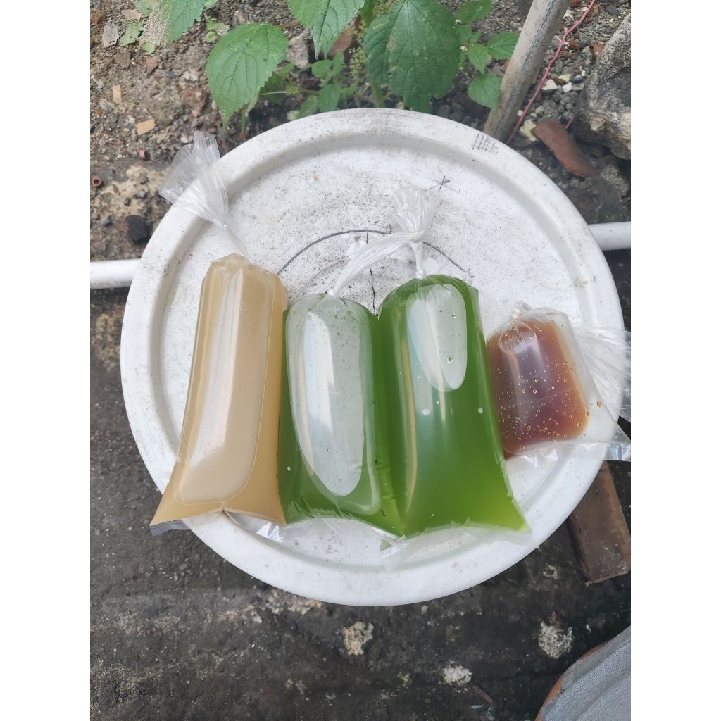 paket kultur green water chlorella air hijau pakan kutu air