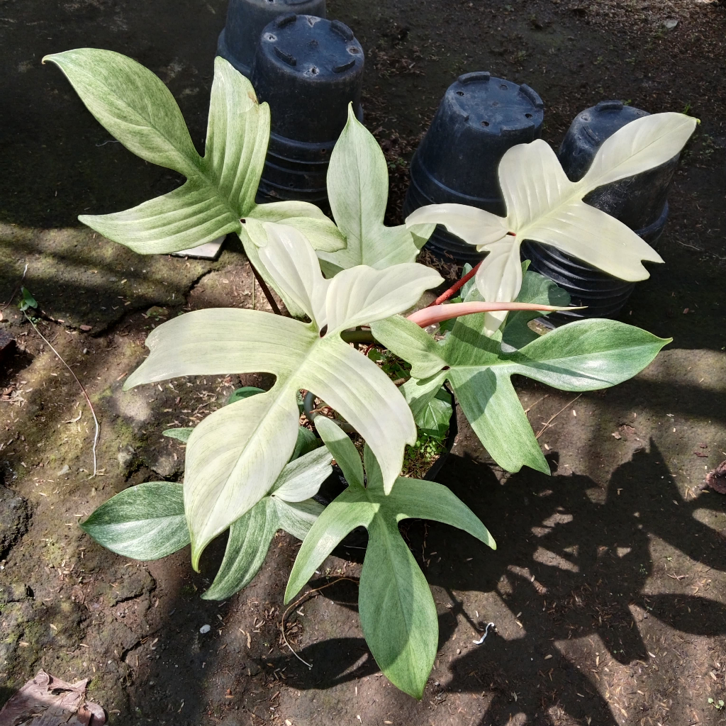 Tanaman hias Philodendron Florida Ghost Mint Variegata cantik