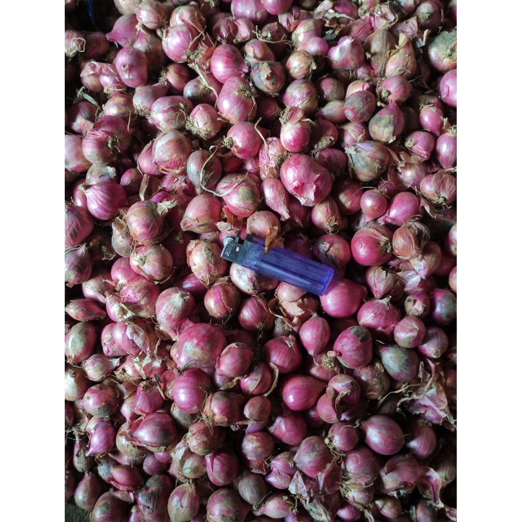 

bawang merah tanggung besar kering lokal jawa 500 gram