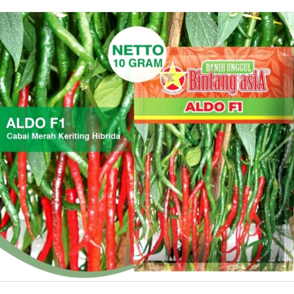 BENIH CABE ALDO F1 BINTANG ASIA