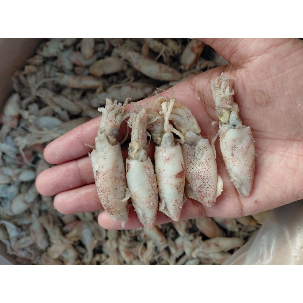 

Baby Cumi mini - cumi Asin 250Grm termurah kesat terlezat kering