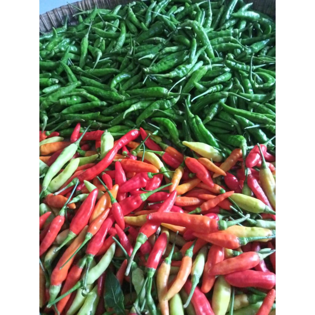 

Cabai segar rawit merah dan hijau, ¼ segar metik te rlebih dahulu