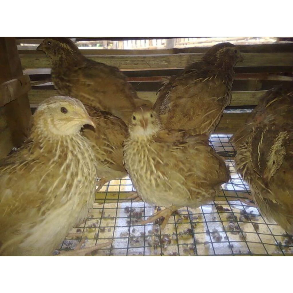 Burung Puyuh Betina Dewasa