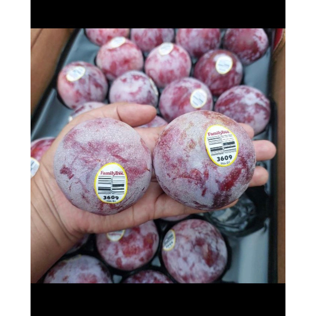 

Plum red usa / plum sunoktober super manis import USA 500grm