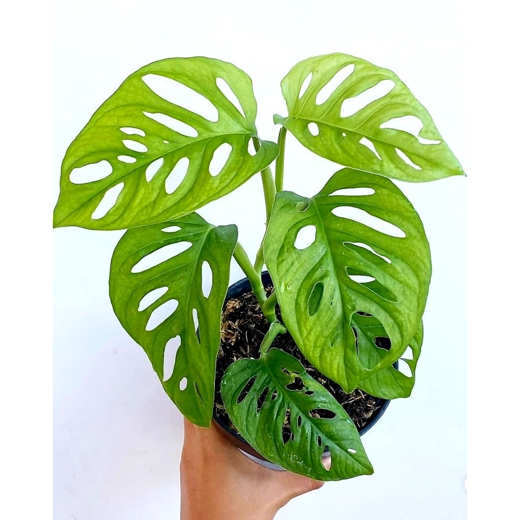 Tanaman Hias janda bolong - Bunga Hias janda bolong