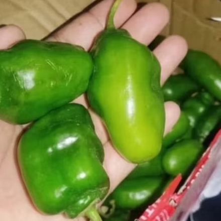 

Cabe Gendot VIRAL 250 gr langsung petik dari kebun