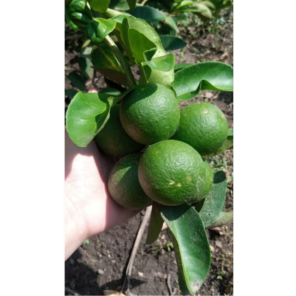 

Jeruk Nipis Blitar 1 kg