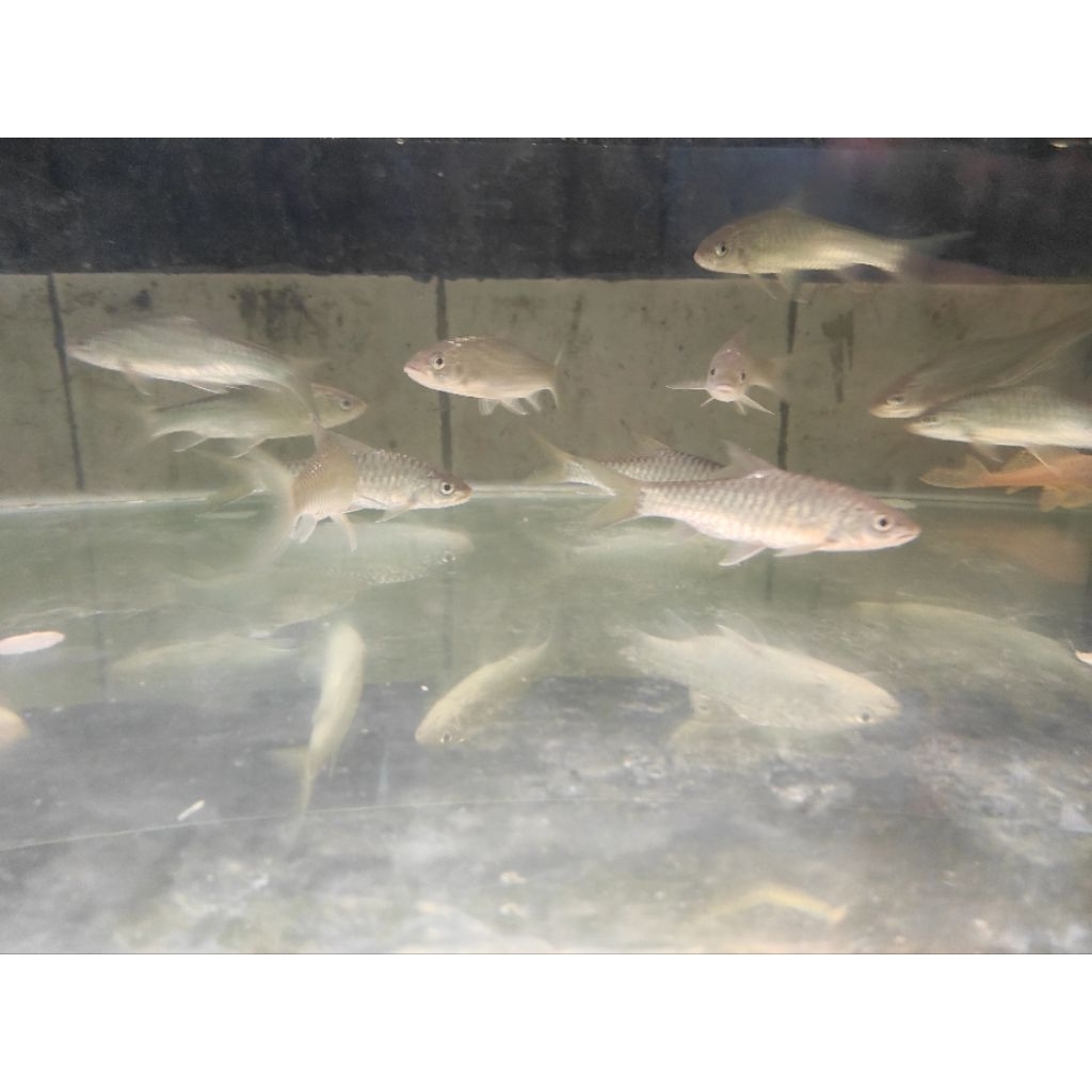 Mahseer Tor Douronensis | Golden Mahseer