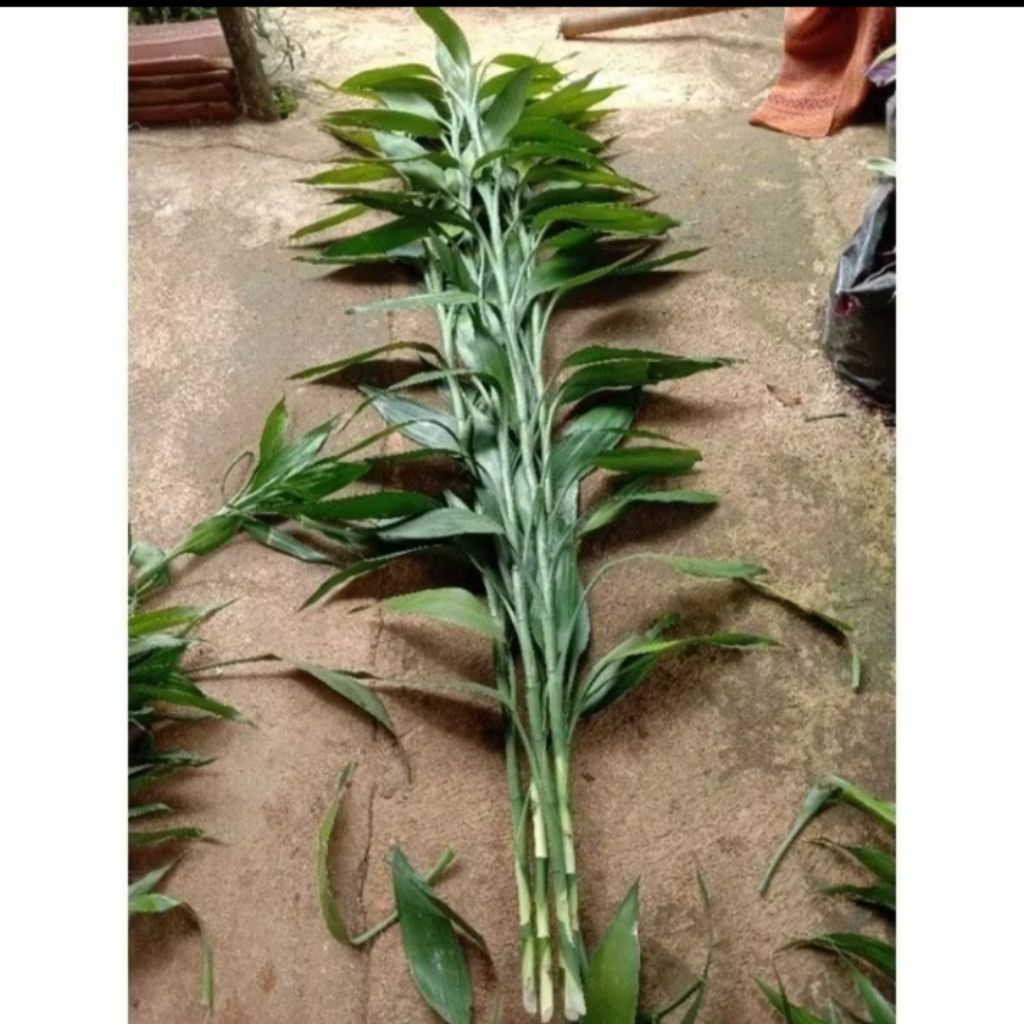 bambu hoki tinggi 1 meter