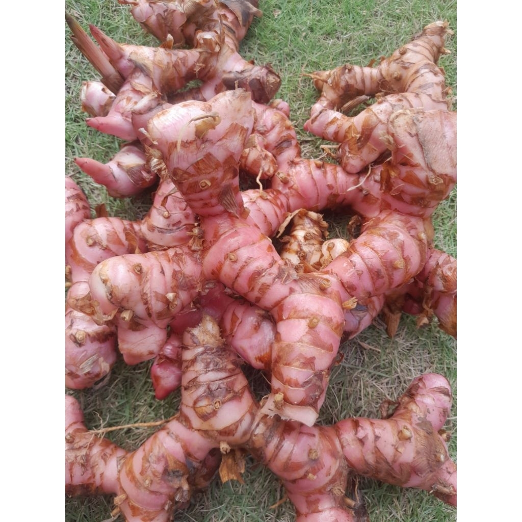 

lengkuas merah 1kg segar