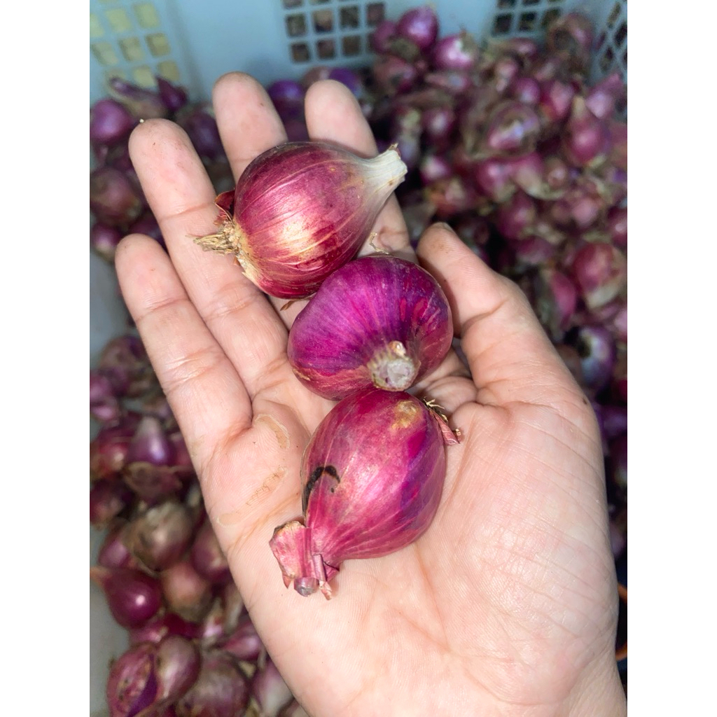 

Bawang Merah