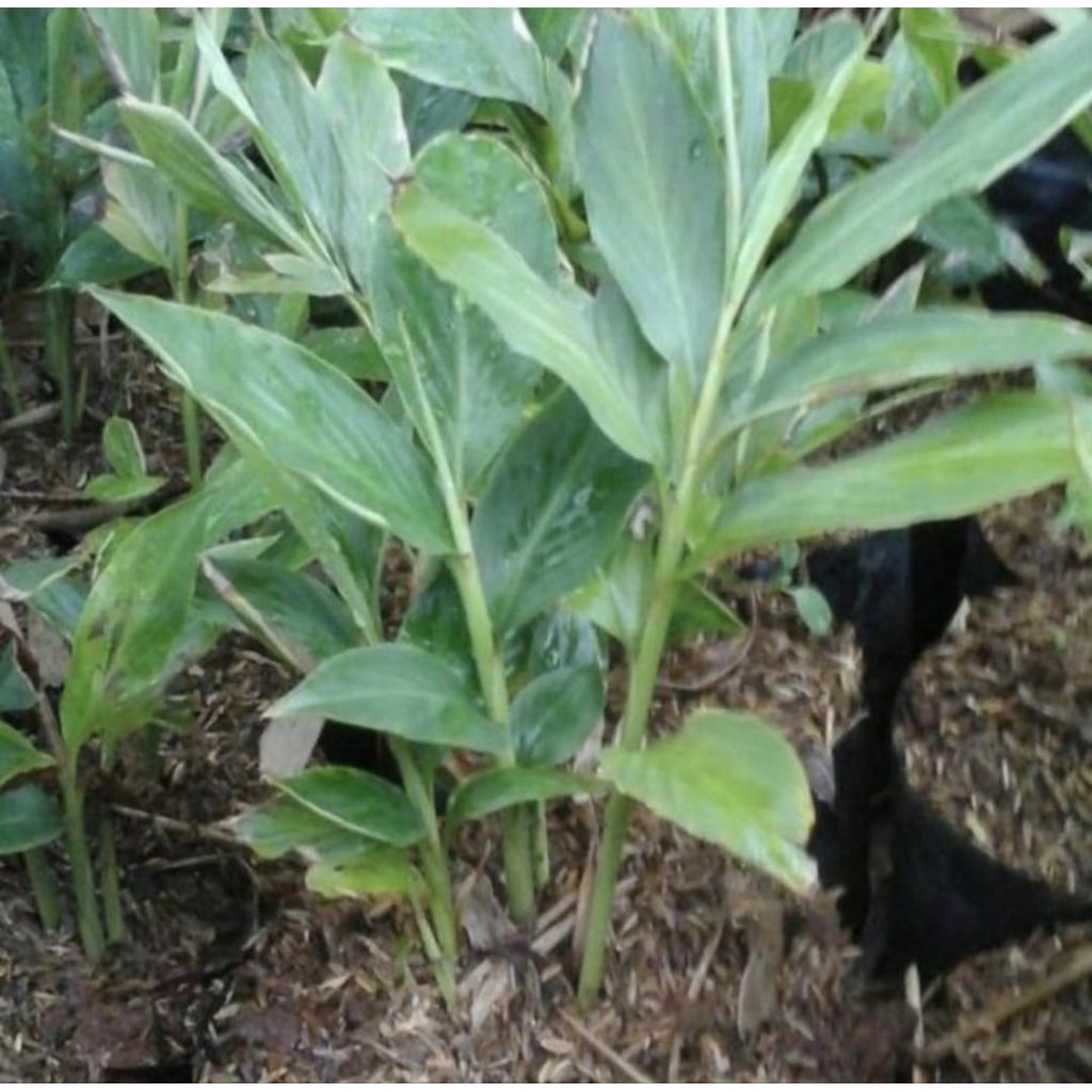 Pohon Honje Hijau / Kecombrang Bibit Tanaman Pohon Onje / Kecombrang