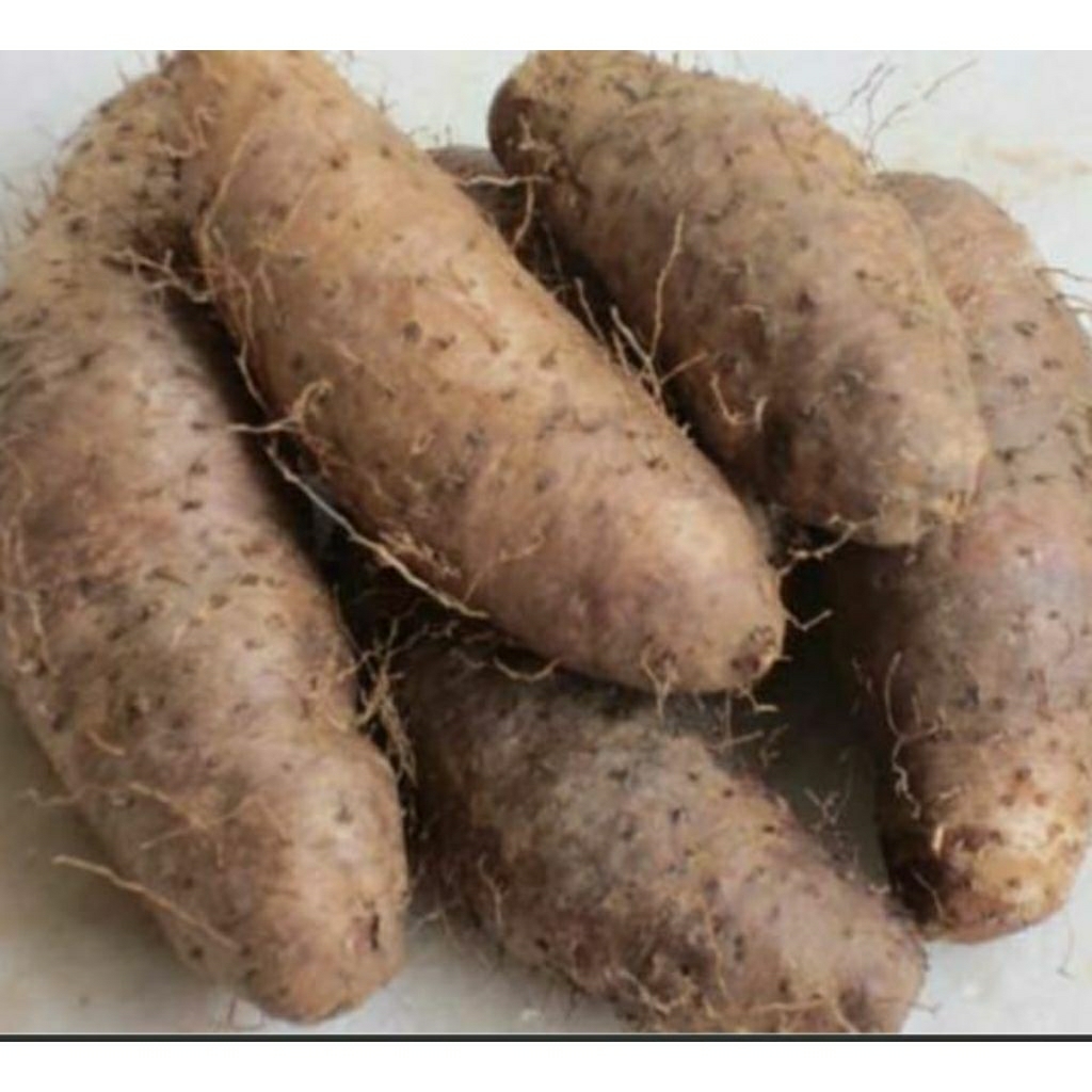 

umbi gembili organik alami 1kg