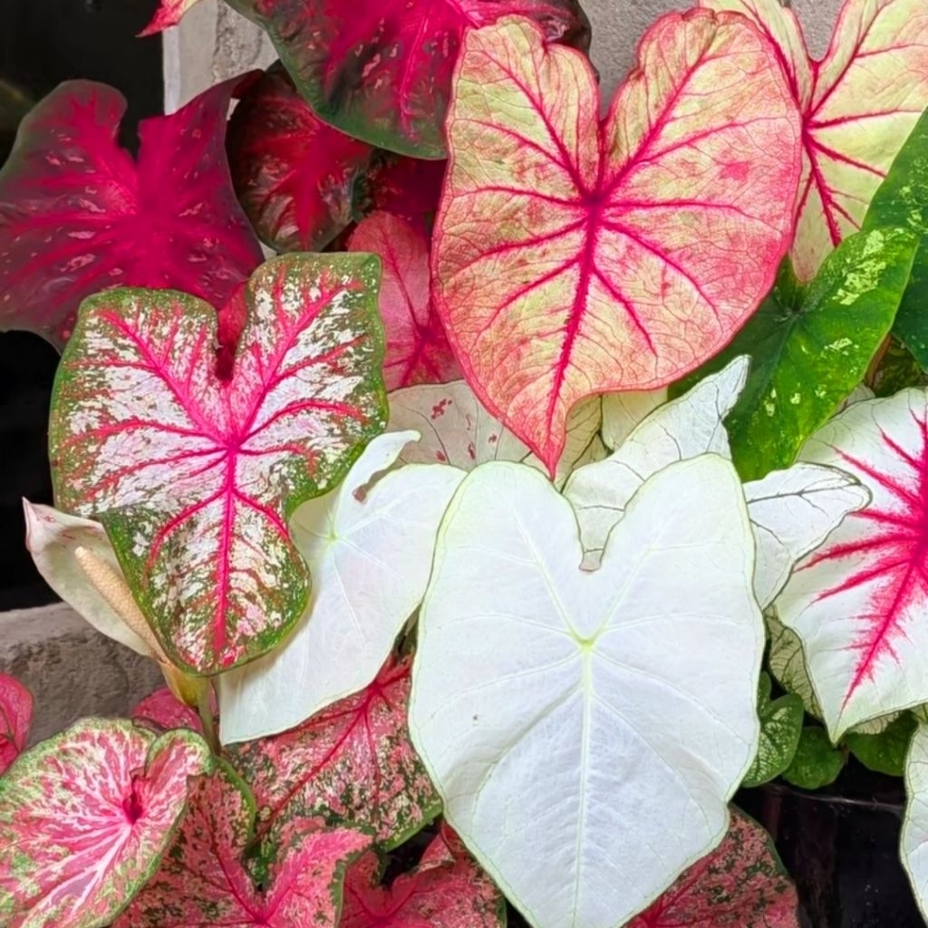 Tanaman Hias Caladium Thailand Series Bunga Hias Keladi Caladium Anakan Murah BUKAN BONGGOL Tanaman 