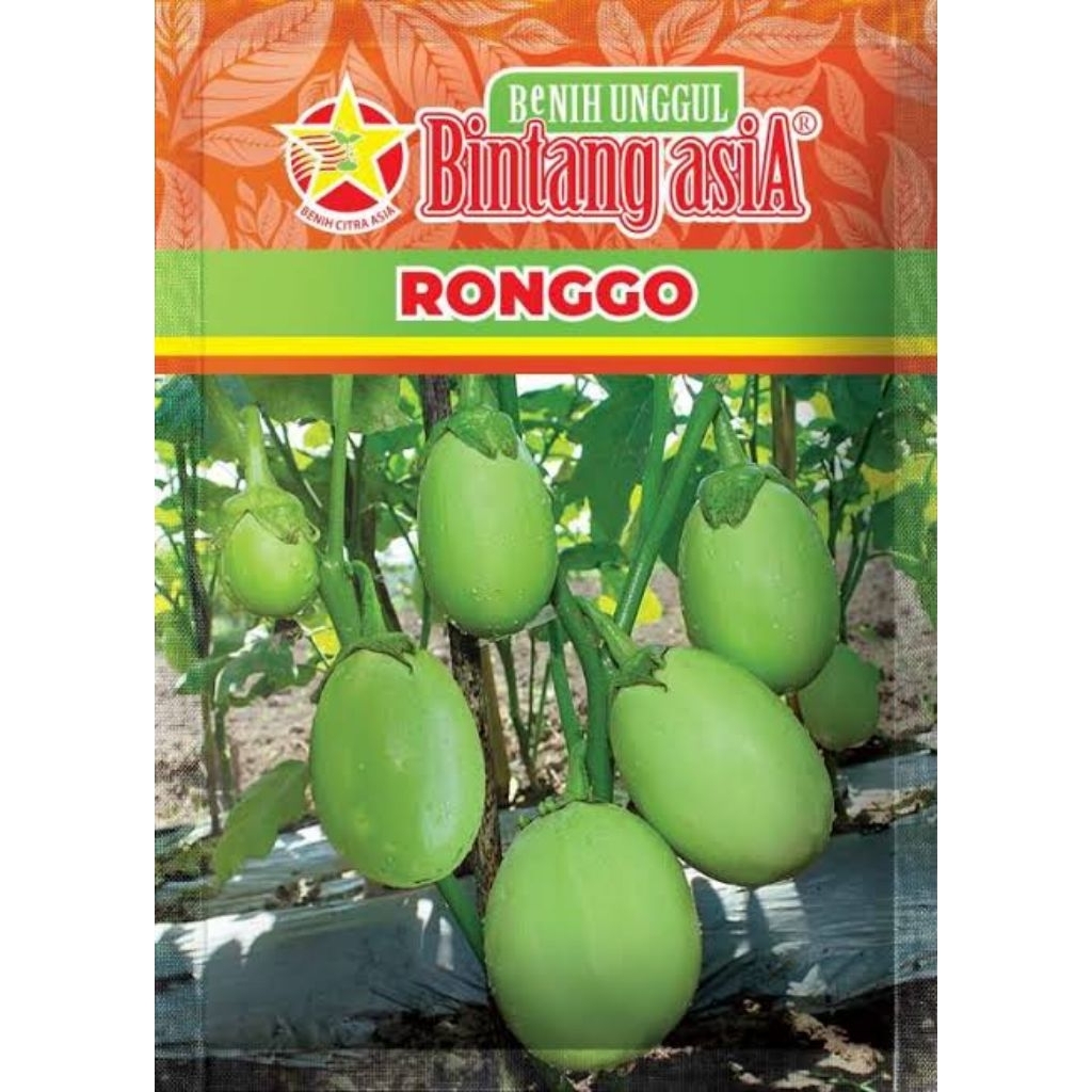 25 biji benih terong hijau jumbo siap semai