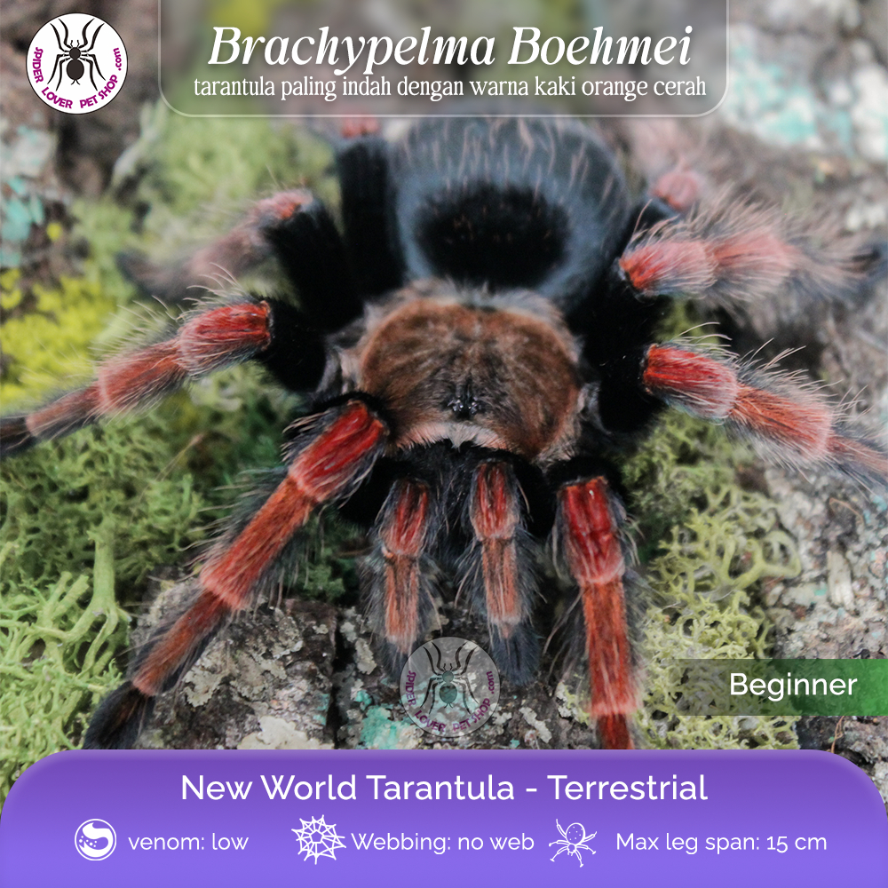 Tarantula Brachypelma Boehmei - Female