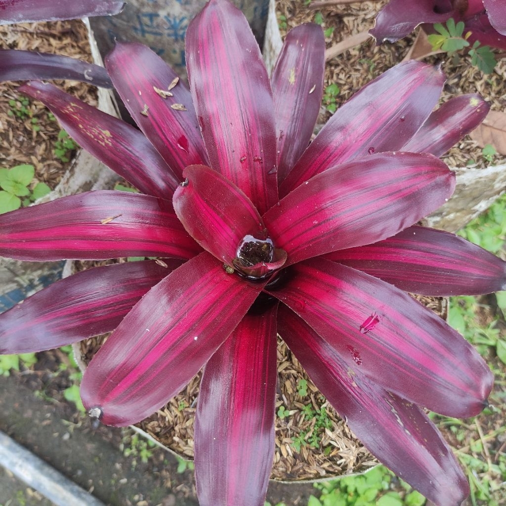 Bromelia red tricolour / tricolour merah / neoregelia johannis