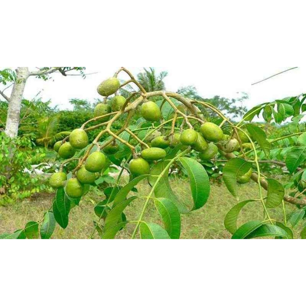 bibit kedondong sudah berbuah