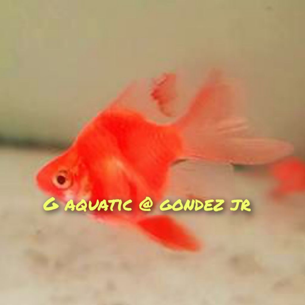 ikan sumatra balon red slayer size L