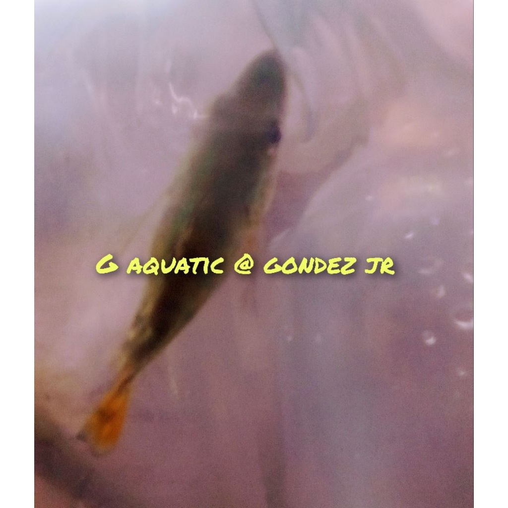 ikan pibass kelbery SB size 6-7cm