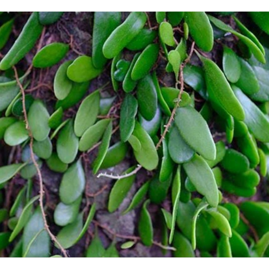 

Tanaman daun sisik naga atau daun picisan segar 1 kg murah-az