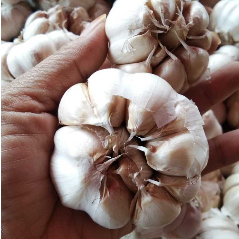 

BAWANG PUTIH BERSIH 1KG GRADE A