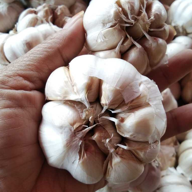 

BAWANG PUTIH 500 GRAM KUALITAS PREMIUM GREDA A