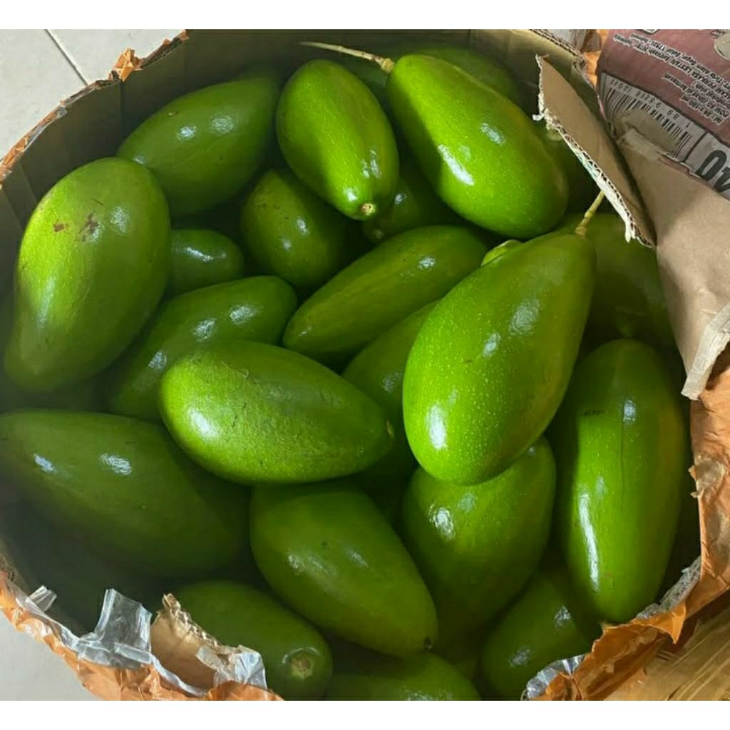 

alpukat siger jumbo,sedang 1kg