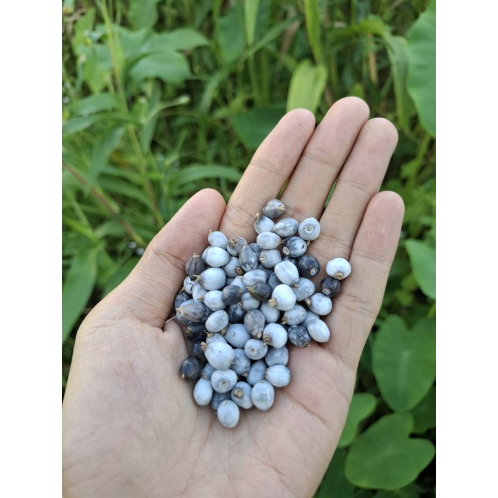 

Biji Jali Jali / Buah Hanjeli Asli langsung dari Kebun Isi 75 Pcs