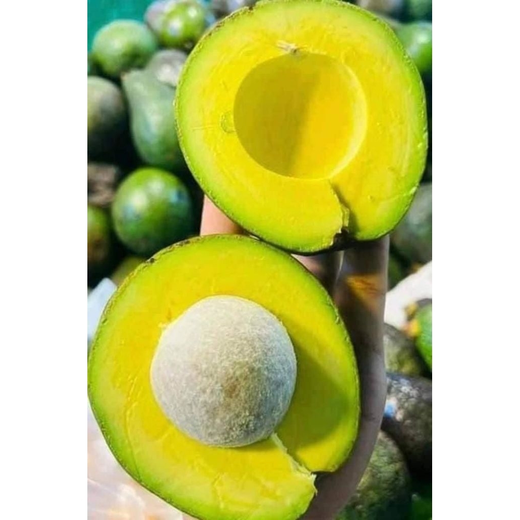 

Alpukat mentega jumbo kualitas superr isi 3 4 berat 1 kg ( GARANSI UANG KEMBALI )