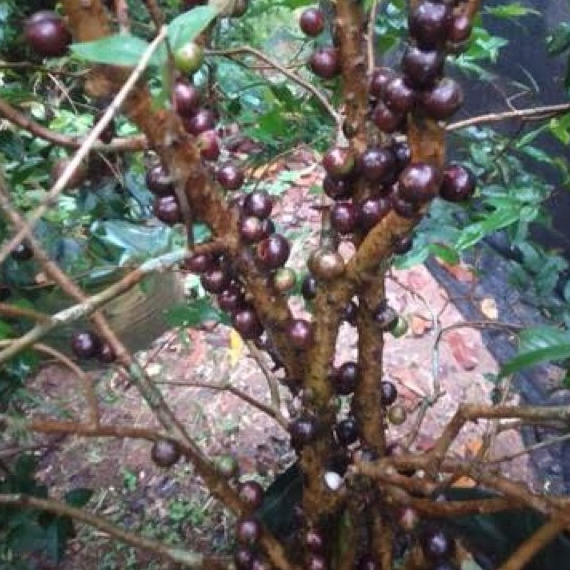 entres anggur brazil red escarlate - entres anggur pohon red escarlate