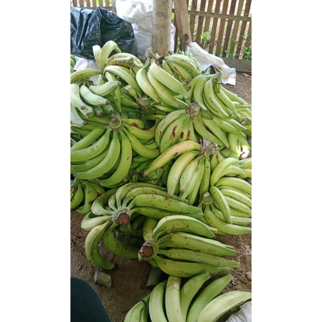 

PROMO CUCI GUDANG!!! PISANG TANDUK MADU ukuran kecil (di kirim mentah)