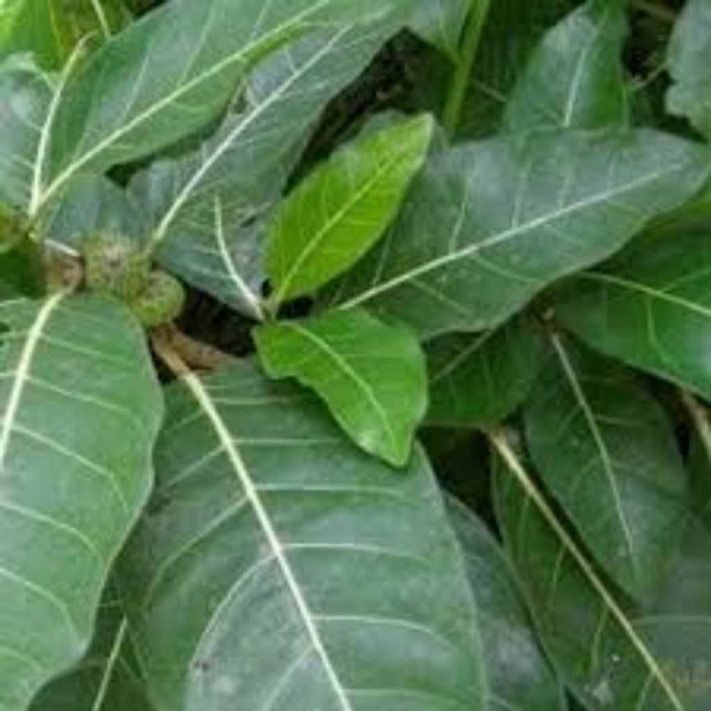 

daun Awar Awar fresh berkhasiat dan berkualitas per 1 pic