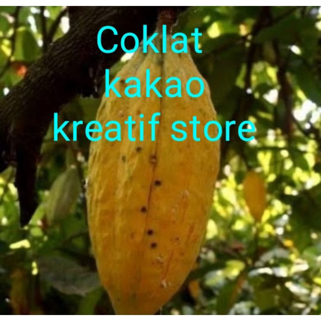 

Terbaik Buah Kakao / Buah coklat tua/matang segar /Dapat Dijadikan Bibit "kreatif store
