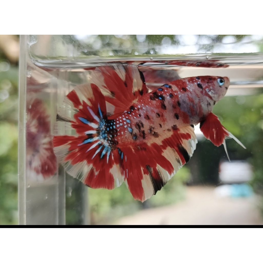 Cupang Giant Multicolour