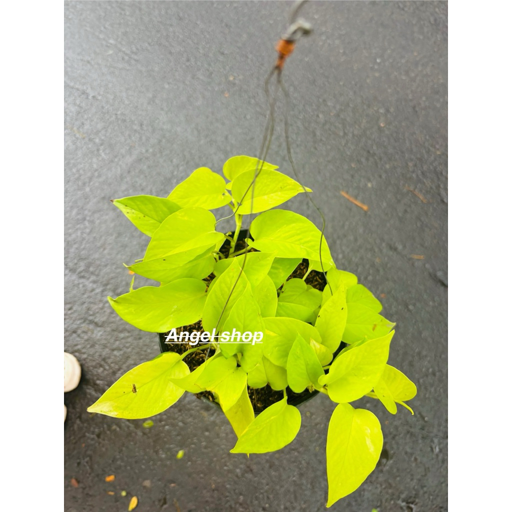 Tanaman hias gantung sri gading/sirih gading lemon rimbun