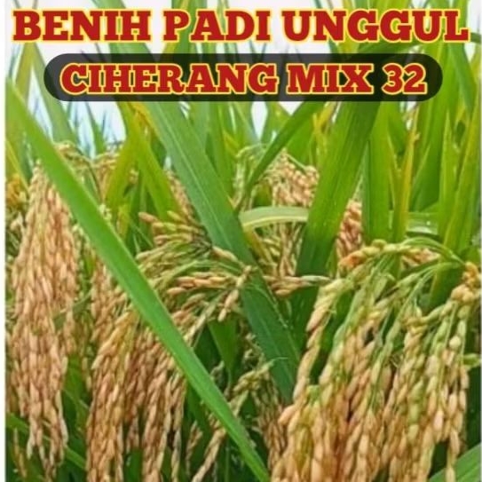 BENIH PADI UNGGUL CIHERANG MIX 32 SUPER 5KG