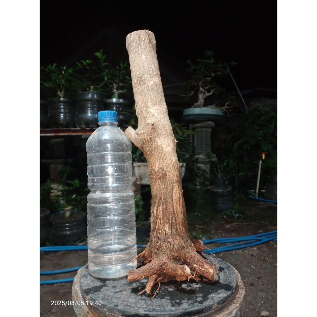 bahan sancang dongkelan fress