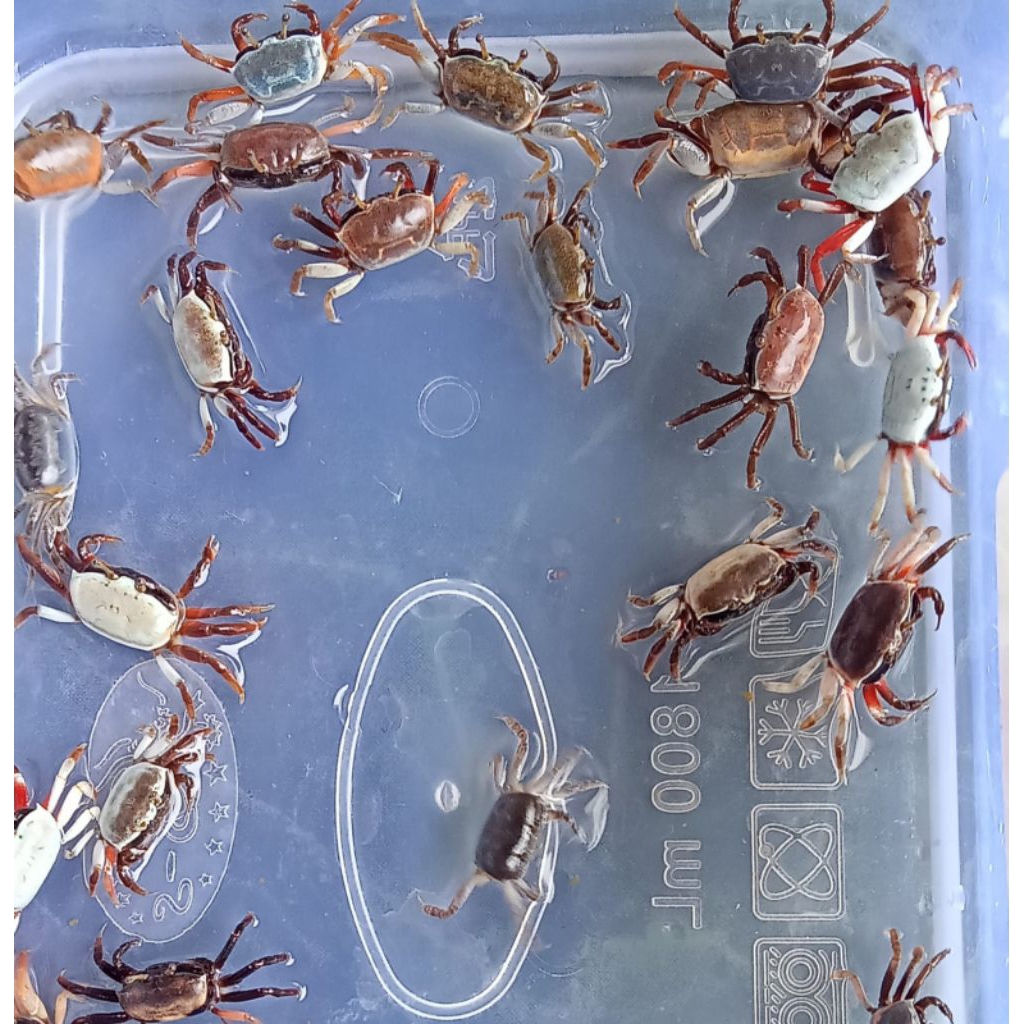 kepiting hias - kepiting vampire - kepiting vampir