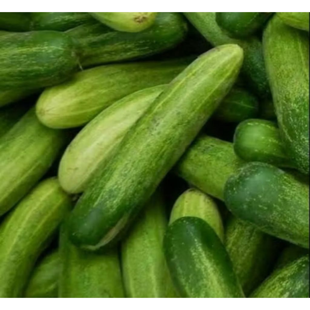 

Timun segar 1000 gram