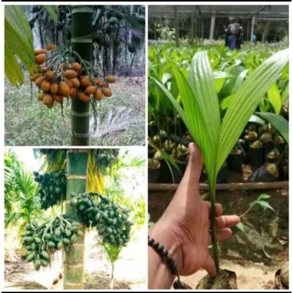 Paling laris d shopee, Bibit Pinang BETARA GRADE-A ASLI 100% ORIGINAL