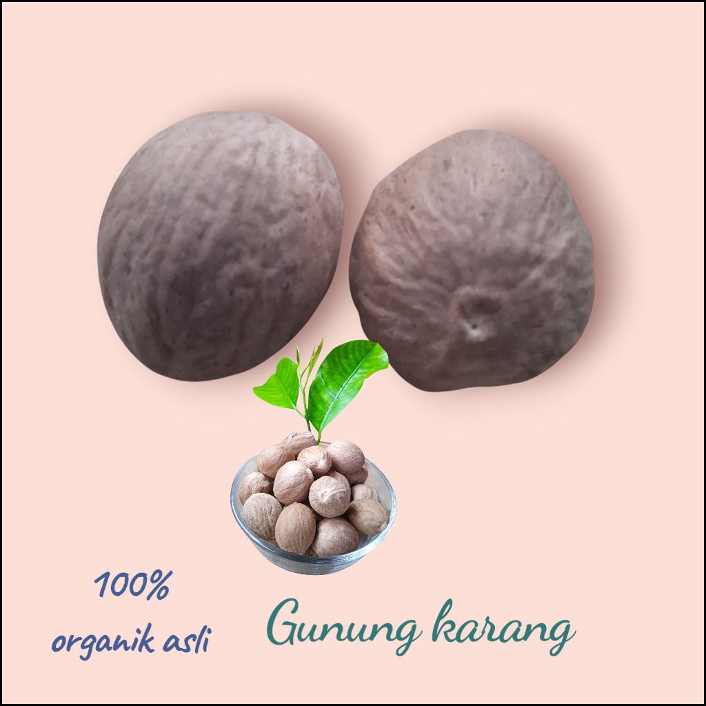 

Biji pala kering berkualitas, Biji pala kupas kering utuh harga termurah dari petani