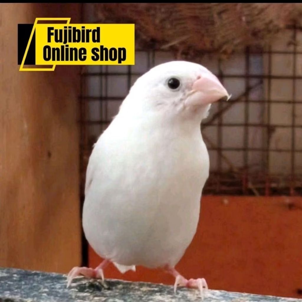 EMPRIT JEPANG EMJE PUTIH POLOS