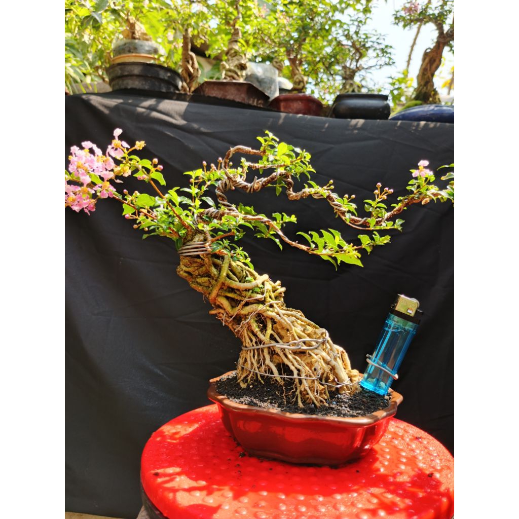 Bonsai siap pajang Sakura mikro on the rock real pick